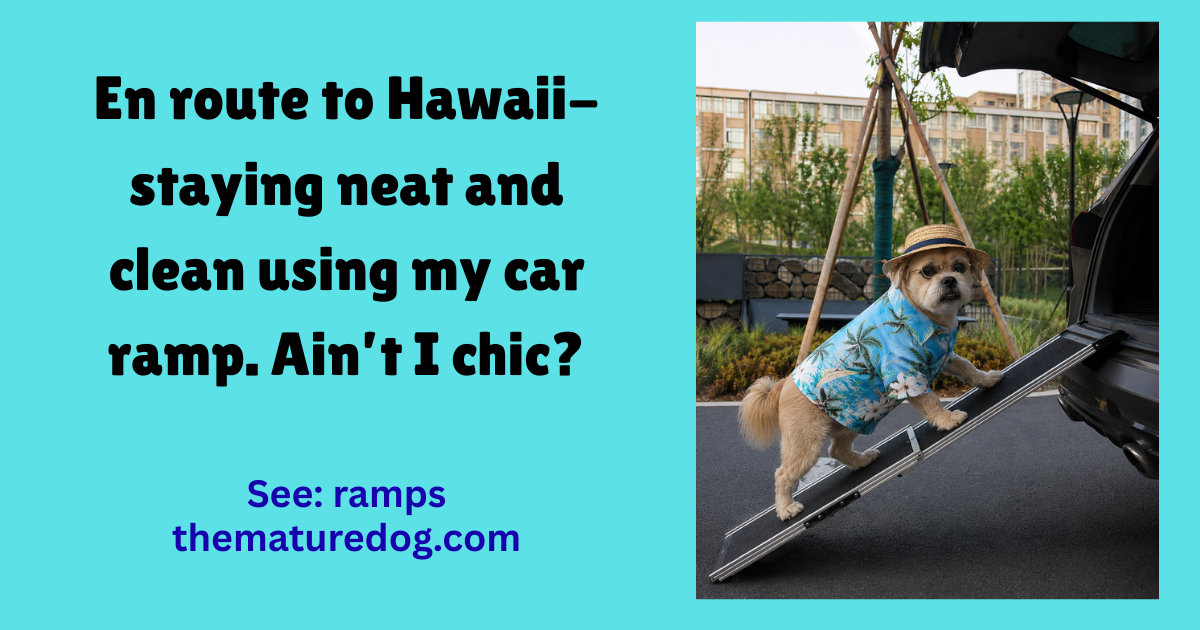 Dog on ramp