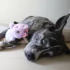 Steel Dog - Big Eyed Plush Unicorn