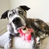 Steel Dog - Polka Dot Pal Bear