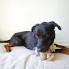 Steel Dog - Roper Prairie Sloth