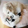 Steel Dog - Ruffian Hoofer Cow