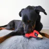 Steel Dog - Ruffisan Yard Bird Cardinal